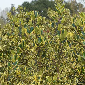 Ilex Golden King Garden Plant - Variegated Foliage, Compact Size (20-30cm Height Including Pot)