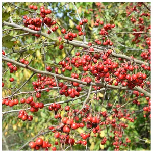 50 Hawthorn Hedging Plants 20-30cm Tall In 1L Pots ,Wildlife Friendly Hawthorne Hedges 3FATPIGS