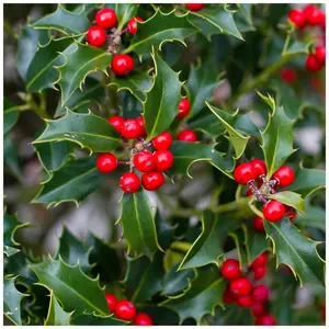 100 Common Holly Hedging Evergreen Plants, Ilex aquifolium 20-25cm in 9cm Pots 3FATPIGS