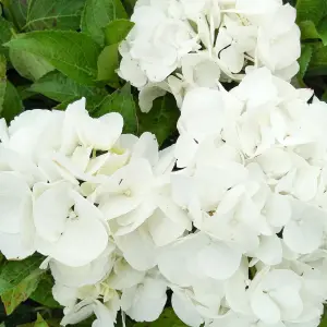 Hydrangea Shakira Garden Shrub - Elegant White Blooms (15-30cm Height Including Pot)