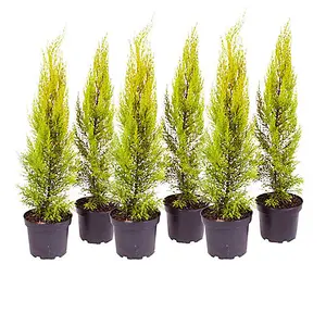 20 x Cupressus Conifer Macrocarpa Goldcrest Tree in a 10.5cm Pot 28-30cm Tall Supplied as 20 x Established Cypress Trees