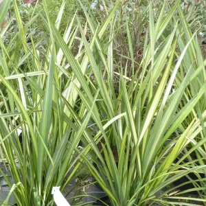 Phormium Apricot Queen Garden Plant - Striking Yellow-Green Foliage, Compact Size, Hardy (15-30cm Height Including Pot)