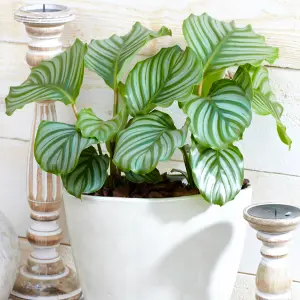 Calathea Medallion - Vibrant Foliage, Indoor Houseplant (12cm, 30-40cm)