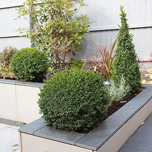 Buxus Ball Topiary 25-30cm diameter in a 5L Pot Garden Ready Established Plants for Outdoor Gardens