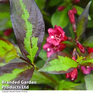 Weigela Camouflage 9cm Potted Plant x 2