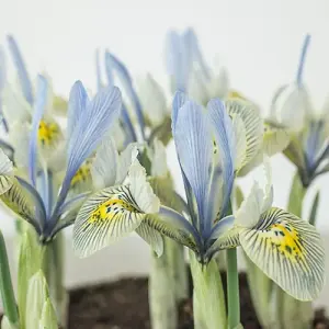 Katherine Hodgkin Iris Bulbs (200 Bulbs)