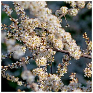 50 Blackthorn Hedging 40-60cm, Prunus Spinosa, Native Flowering Sloe Berry Hedge 3FATPIGS