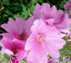 Lavatera Rosea Pink Flowering Shrub Large Plant in a 3 Litre Pot