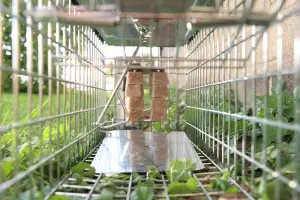 The Big Cheese, Poison-Free, Ready-Baited Rat Cage Trap