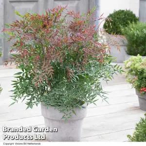 Nandina Summer Sunset 9cm Potted Plant x 1