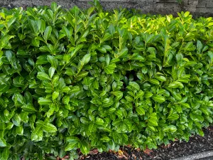 50 Cherry Laurel Fast Growing Evergreen Hedging Plants 20-30cm Tall Potted