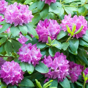 Gardeners Dream Rhododendron Roseum Elegans (9cm)