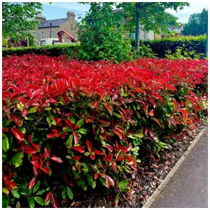 10 Photinia Red Robin Hedging Plants 40-60cm Bushy Evergreen Hedge Shrubs 3fatpigs