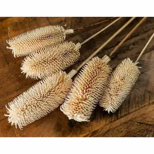 Bouquet of Dried Tall Thistle Artificial Plant - L12 x W12 x H60 cm - White