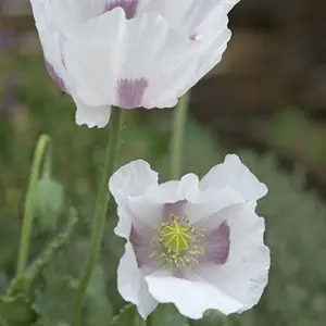 Papaver somniferum Album 1 Seed Packet