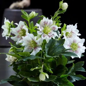 Helleborus orientalis Hello Pearl 14cm Potted Plant x 2