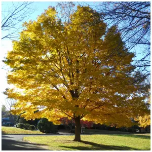 3 Norway Maple Trees, 40-60cm Acer platanoides Hedging,Stunning Autumn Colours 3FATPIGS