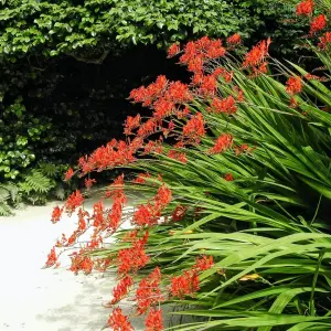 Crocosmia Lucifer in 9cm Pot - Herbaceous Perennial - Ready to Plant