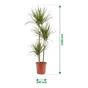 Verve 3 stem Dragon tree in Terracotta Plastic Grow pot 24cm