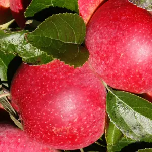 Lincolnshire Fruits Queen of the Realm Potted Apple 12 Litre Tree