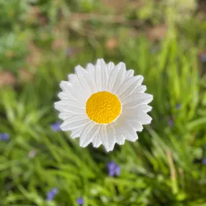 Decorative Cast Iron Daisy Bird Feeder