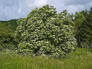 3ft Elder (Sambucus Nigra) Field Grown Bare Root Hedging Plants Tree Whip Sapling - Pack of 10