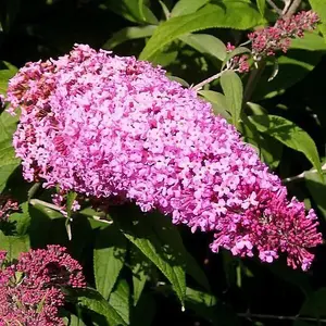 Buddleia Davidii 'Pink Delight' in 9cm Pot Buddleja Butterfly Bush