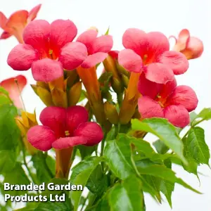 Campsis 'Pink Panther' - 15cm Potted Plant x 1