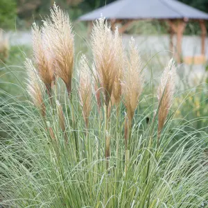 Cortaderia Silver Goblin - Pampas Grass, Lovely Golden Flower Spikes, Silver-Green Foliage (15-30cm Height Including Pot)