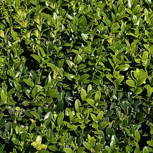 5 x Buxus Sempervirens - Evergreen Box Hedge Shrubs for Lush UK Gardens - Outdoor Plants (20-30cm Height Including Pot)