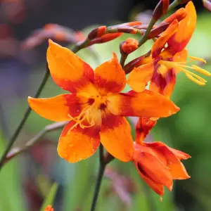 3 x Crocosmia Plant Mix in 9cm Pots - Mixed Varieties - Herbaceous Perennials