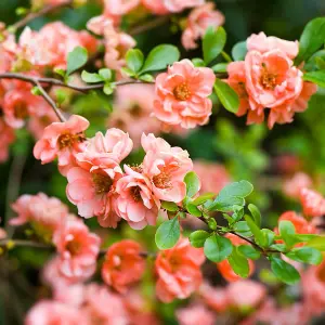 3 x Chaenomeles Mix in 9cm Pots - Flowering Quince - Incs Varieties Like Jet Trail - Nivalis - Nicoline - Pink Trail - Lemon & Lim