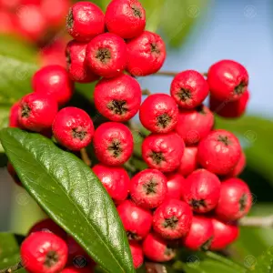 Cotoneaster Cornubia Tree - Abundant Red Berries, Attracts Birds (5-6ft)