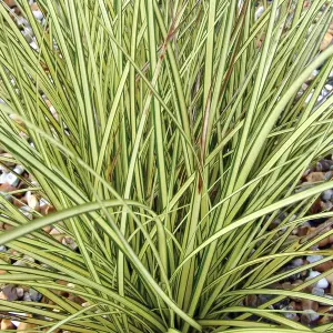 Carex Jenneke - Graceful Ornamental Grass, Compact Size, Versatile (15-30cm Height Including Pot)