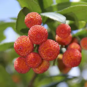 Arbutus unedo Strawberry Tree Evergreen Shrub 2L Potted Plant