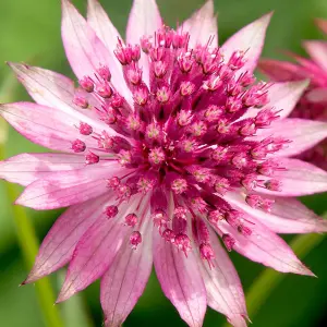 Astrantia Roma - Pink Flowering Masterwort Perennial Plant, Compact Size (15-30cm Height Including Pot)