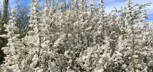 25 Blackthorn Hedging 40-60cm, Prunus Spinosa, Native Flowering Sloe Berry Hedge 3FATPIGS