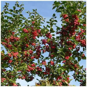 5 Crab Apple 3-4ft Tall Trees Native Malus Hedging, Make your own Cider & Jelly 3FATPIGS