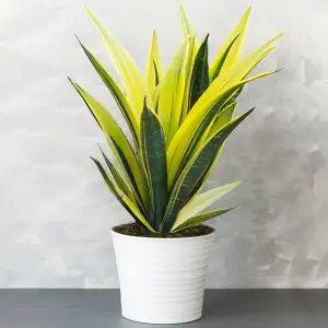 Sansevieria Golden Flame - Striking Indoor Air Purifier (12cm, 30-40cm)