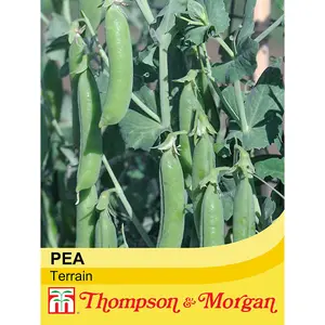 Pea Terrain 1 Seed Packet (300 Seeds)