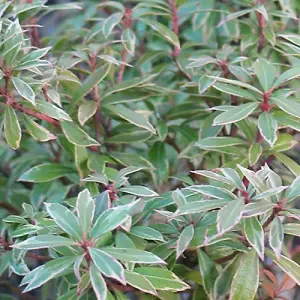 Pieris Little Heath - Evergreen Garden Plant, Striking Foliage, Compact Size, Easy Care (15-30cm Height Including Pot)