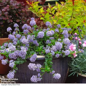 Ceanothus thrysifolius Repens 9cm Potted Plant x 1