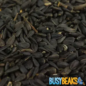 2.5kg BusyBeaks Black Oil Sunflower Seeds - Oil Rich Feed Wild Garden Bird Food