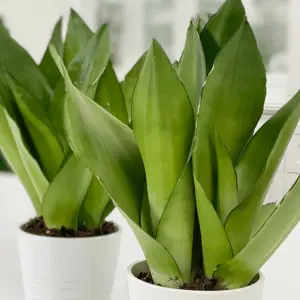 Sansevieria Moonshine in 12cm Pot - Stunning Green Foliage, Evergreen Houseplant Easy to Care For (30-40cm Height Including Pot)