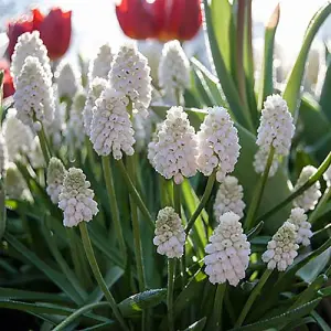 Muscari Album 30 bulbs size 5/6