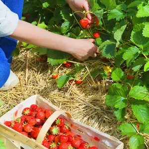 Strawberry Elsanta - Outdoor Fruit Plants for Gardens, Pots, Containers (9cm Pots, 10 Pack)