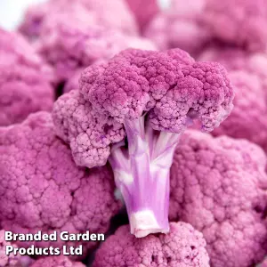 Cauliflower DePurple F1 1 Packet (10 Seeds)