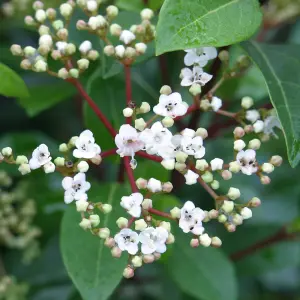 Viburnum French White Plant - Fragrant Blooms, Compact Size, Cold-Hardy (20-30cm Height Including Pot)