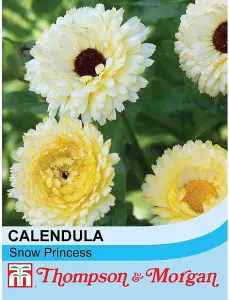 Calendula officinalis Snow Princess 1 Seed Packet (50 Seeds)