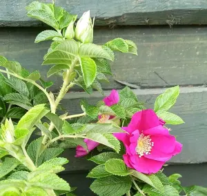 2-3ft Hedging Rose (Rosa Rugosa) Bare Root Hedging Plants Tree Sapling - Pack of 10